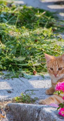 Familienbauernhof Griesbichlhof im Grossarltal