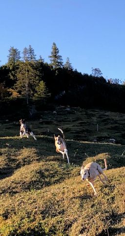 Ferienwohnungen Urlaub mit Hunde