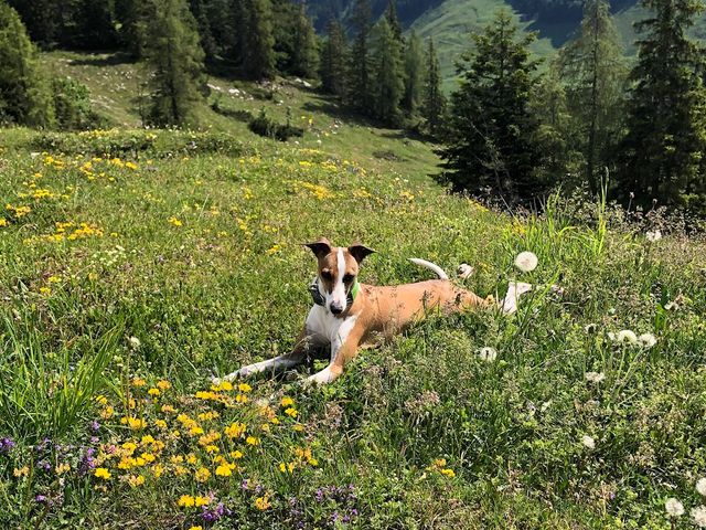 Ferienwohnungen Urlaub mit Hunde