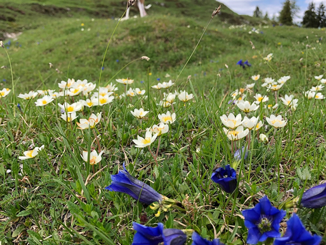 Ferienwohnungen Urlaub mit Hunde